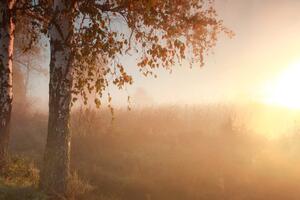 Fotótapéta ködös őszi erdő