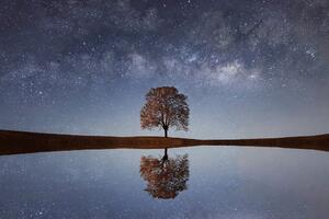 Öntapadó fotótapéta csillagos ég egy magányos fa felett