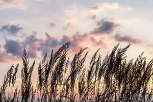 Fotótapéta fű naplementekor