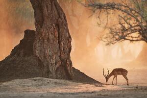Fotótapéta Afrikai antilop