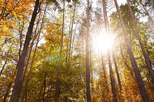 Fotótapéta erdő őszi színekben