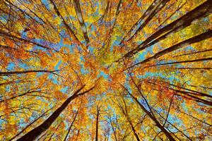 Fotótapéta őszi fa koronája