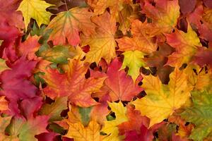 Fotótapéta őszi levelek