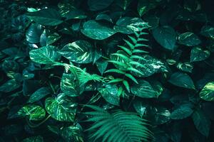 Öntapadó fotótapéta friss trópusi levelek