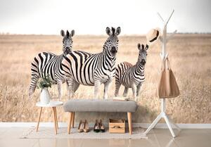 Fotótapéta három zebra a szavannán