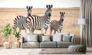 Fotótapéta három zebra a szavannán