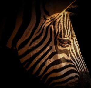 Öntapadó fotótapéta egy zebra portréja