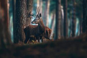 Fotótapéta szarvas az erdőben