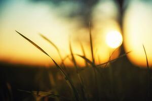 Fotótapéta naplemente fűben