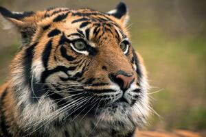 Öntapadó fotótapéta bengáli tigris