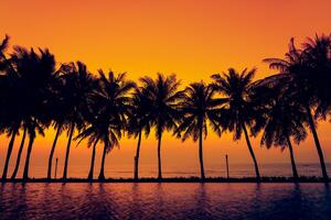 Tapéta naplemente pálmafák felett