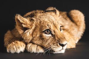 Öntapadó fotótapéta oroszlán kölyök