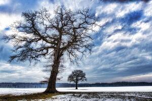 Öntapadó fotótapéta fák télen