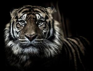 Fotótapéta tigris