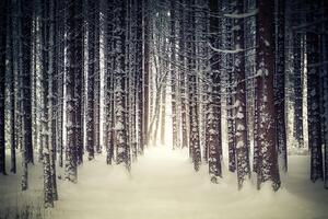 Fotótapéta havas erdő