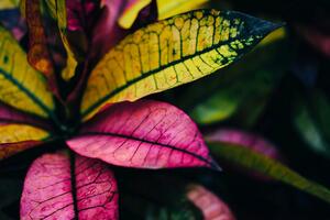 Öntapadó fotótapéta friss levelek