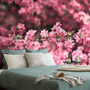 Öntapadó tapéta cseresznyefa virág közelről