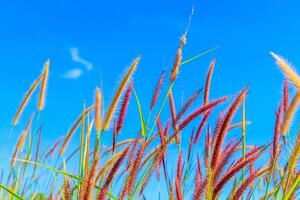 Öntapadó tapéta vad fű a kék ég alatt