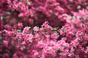 Öntapadó tapéta cseresznyefa virág közelről