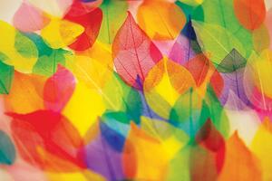 Tapéta levelek őszi színekben