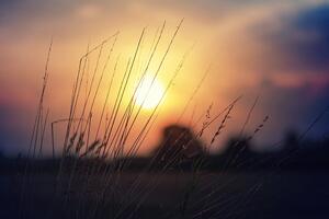 Öntapadó fotótapéta napkelte a réten