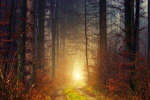 Fotótapéta tapéta fény az erdőben