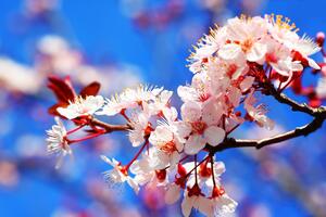 Öntapadó fotótapéta cseresznyefa virág