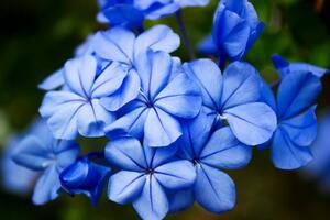 Fotótapéta vad kék virágok