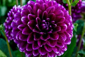 Öntapadó fotótapéta lila virág