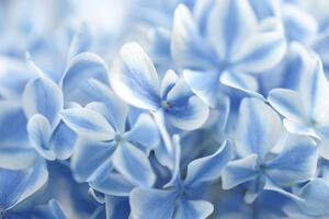 Fotótapéta halvány kék hortenzia