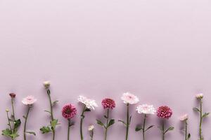 Öntapadó fotótapéta rózsaszín krizantém kompozíció