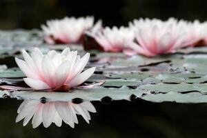 Öntapadó fotótapéta lótusz virág