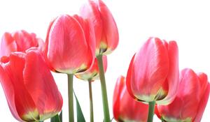 Öntapadó fotótapéta piros mezei tulipán