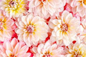 Öntapadó fotótapéta pasztell dália virágok