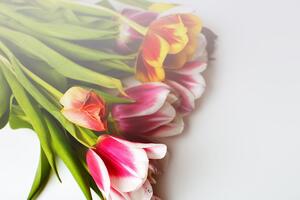 Fotótapéta színes tulipán csokor