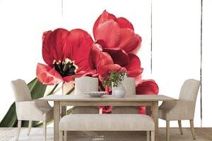 Öntapadó fotótapéta virágzó piros tulipánok