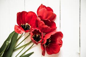 Öntapadó fotótapéta virágzó piros tulipánok