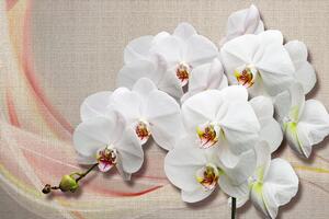 Öntapadó tapéta fehér orchidea vásznon