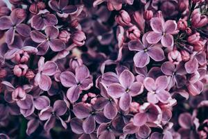 Fotótapéta lila orgona virág