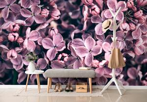 Fotótapéta lila orgona virág