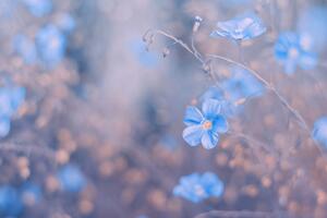 Tapéta kék virágok vintage háttéren