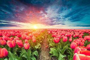 Tapéta napkelte tulipánok felett