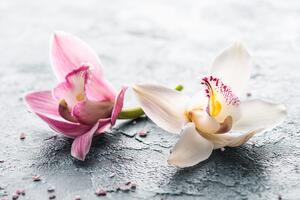 Öntapadó fotótapéta két színes orchidea virág