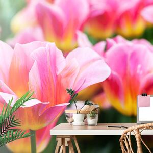 Fotótapéta tulipános rét - 150x100