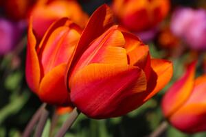 Tapéta csodás tulipánok