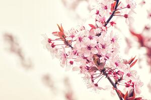 Fotótapéta cseresznye virág