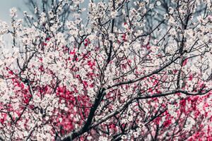 Öntapadó fotótapéta barakcfa virágok