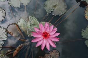 Fotótapéta csodálatos lótusz virág