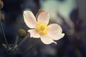Öntapadó fotótapéta enyhe virág