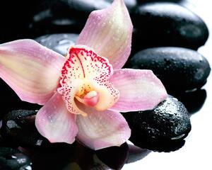 Fotótapéta exotikus orchidea